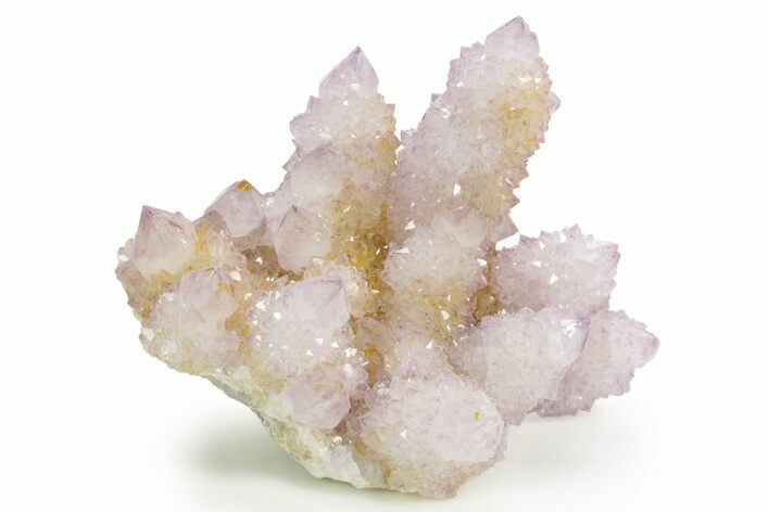 Sparkling Cactus Amethyst Crystal Cluster - South Africa #364568